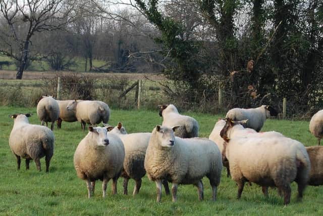 Sheep production represents the forgotten sector of agriculture in Northern Ireland.