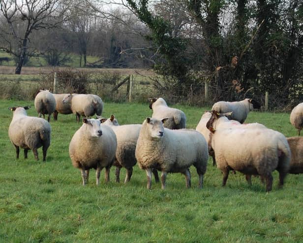 Sheep production represents the forgotten sector of agriculture in Northern Ireland.