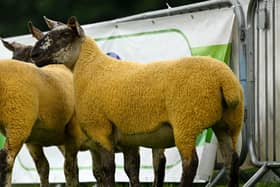 The Champion Suffolk cross from the recent Antrim Show.
