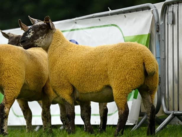 The Champion Suffolk cross from the recent Antrim Show.