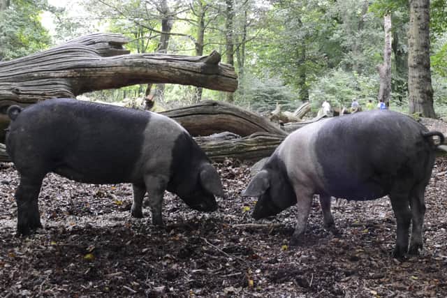 Saddleback pigs.