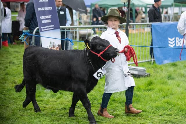 Georgia Foster leading her Dexter heifer in Young Handlers class. Picture: Dexter Club