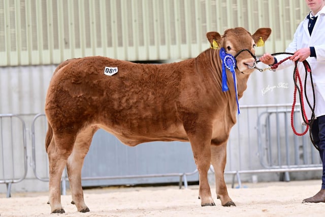 Reserve female champion was Millgate Ulady from Michael Loughran, Cookstown. Picture: Agri-Images