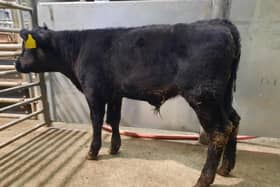 There were some excellent prices at the drop calf sale that was held at Downpatrick Mart on Saturday, February 24th 2024, a Downpatrick farmer topped the market on the day with lot 602, an Aberdeen Angus bull calf at 126kg which sold for £420. Picture: Downpatrick Mart