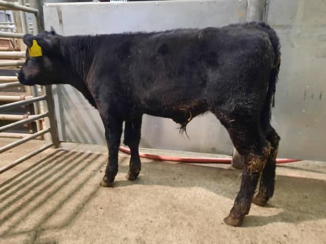 There were some excellent prices at the drop calf sale that was held at Downpatrick Mart on Saturday, February 24th 2024, a Downpatrick farmer topped the market on the day with lot 602, an Aberdeen Angus bull calf at 126kg which sold for £420. Picture: Downpatrick Mart