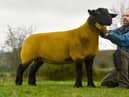 There are 9 classy females included from Jack Smyths Bessiebell flock including this flashy entry sired by Frongoy Rocket.