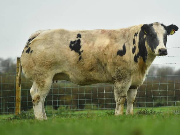 All stock at the Winter Wonders Jalex Heifer Sale will be eligible for immediate export to UK and the majority will be able to move to south of Ireland. Full information on each lot and export status will be available to view on the online catalogue www.jalexlivestock.com and marteye.ie