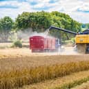 The enhanced threat currently posed by Barley Yellow Dwarf Virus (BYDV) could significantly reduce the size of the cereal harvest that is recorded across the island of Ireland later this year