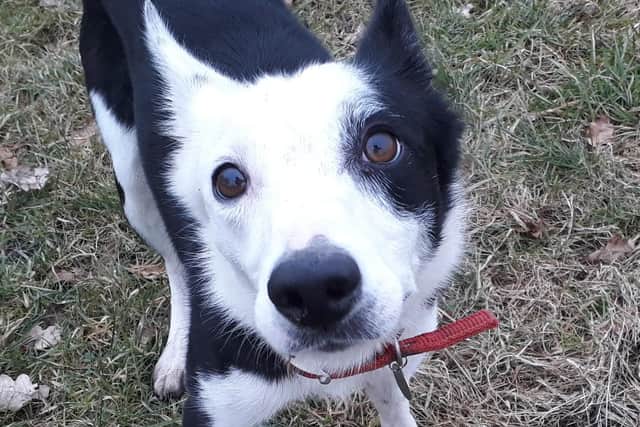 Bouncy border collie Biki