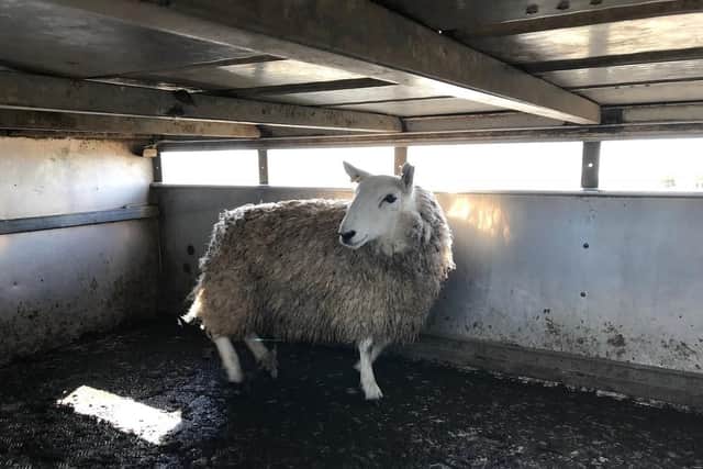 A rescue operation to save 60 sheep trapped on a sea cliff in Pembrokeshire has entered a third day