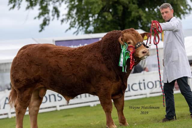 Reserve male and reserve junior male champion Westpit Oban
