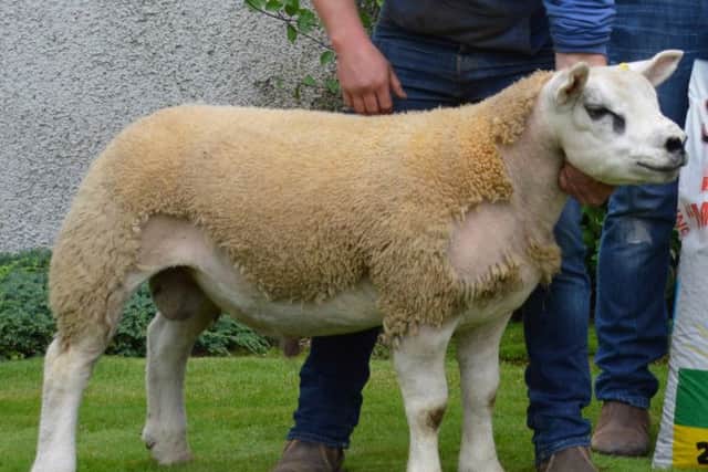 Homebred Bushmills Arnos, service sire for Clougher and Bushmills Texels.