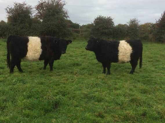 There is a new scheme for Belted Galloway cattle