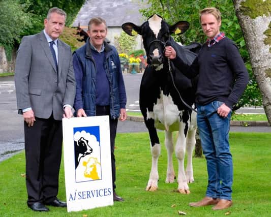 AI Services (NI) Ltd has confirmed its continued sponsorship of Holstein NI's December show and sale. Outlining plans for the Tuesday 19th December show and sale are auctioneer Michael Taaffe, sponsor Ben Mallon, and committee member Adam Watson. Picture: Columba O'Hare