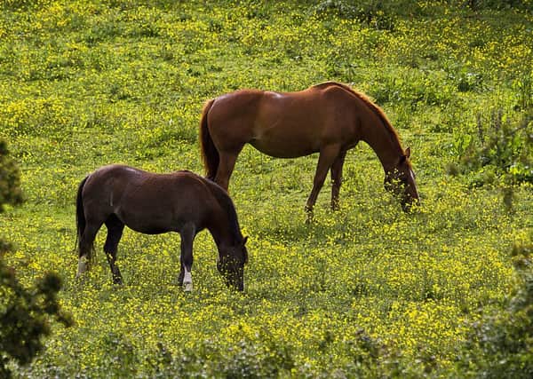 Two horses grazing in a buttercup meadow near Sheepwash Bridge. Picture by Jim Jones