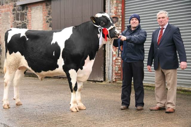 Sale topper at 4,500gns was the reserve champion Prehen Froch exhibited by Stuart Smith from Londonderry. Included is judge William Crawford, Brookeborough. Picture: John McIlrath.