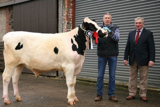 Malcolm McLean, Dungannon, exhibited the champion Relough Diameter sold for 4,200gns at Holstein NI's December show and sale in Kilrea. Included is judge William Crawford, Brookeborough. Picture: John McIlrath.
