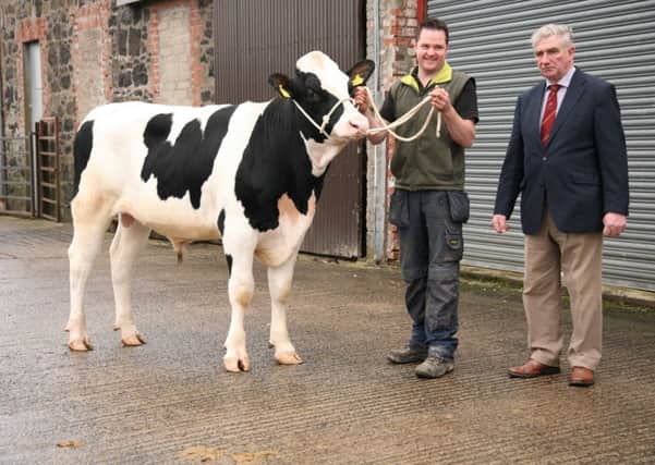 Drumeil Shredder claimed the honourable mention award and sold for 3,800gns at Holstein NI's December bull show and sale in Kilrea. Adian McAfee, Aghadowey was congratulated by judge William Crawford, Brookeborough. Picture: John McIlrath