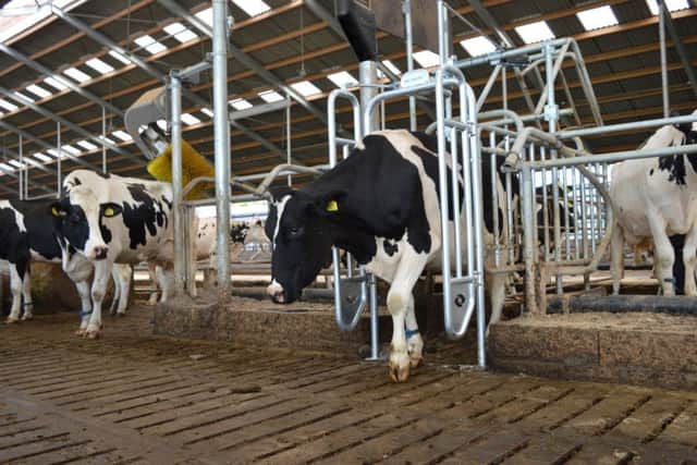 The Hanskamp walk-through out of parlour FeedStation allows every cow access to her allotted feed free from bullying.