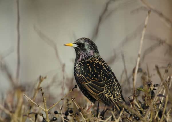 Starling, which was the most common bird recorded across the Tees Valley in the 2017 survey. Picture by Andy Hay - rspb-images.com