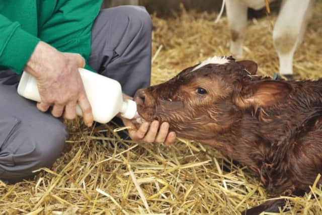 Colostrum is the first step to giving calves a great LifeStart