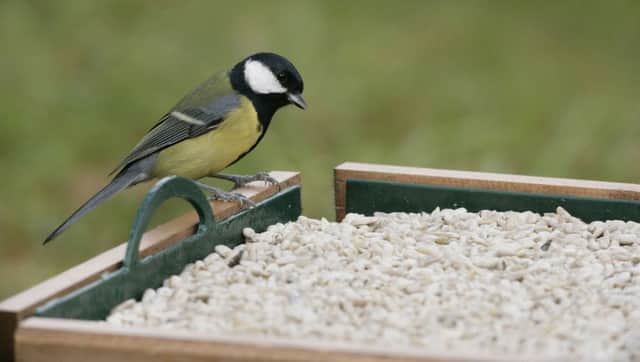 Undated Handout Photo of a bird on a bird table. See PA Feature GARDENING Advice Birds. Picture credit should read: Nigel Blake/rspb-images.com/PA. WARNING: This picture must only be used to accompany PA Feature GARDENING Advice Birds.