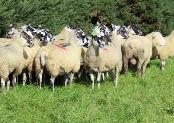 This weekÃ¢Â€Â™s wintry weather has come as a sharp reminder to sheep farmers that breeding ewes need proper care and attention as they approach the most important period of their year Ã¢Â€Â“ the lambing season