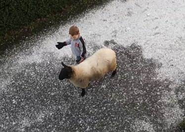 Indy the Sheep and Madison (6) enjoy playing in the snow.