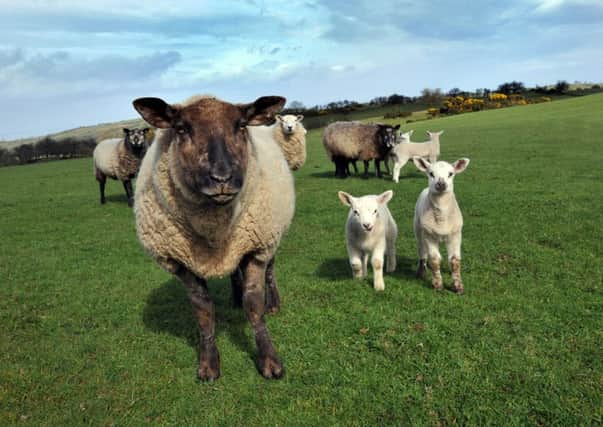 Schmallenberg virus (SBV) is capable of causing the birth of malformed calves and lambs.