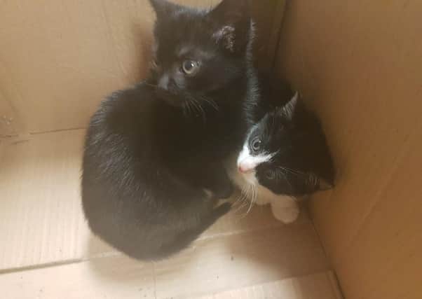 The kittens which were dumped at a Co Down roadside