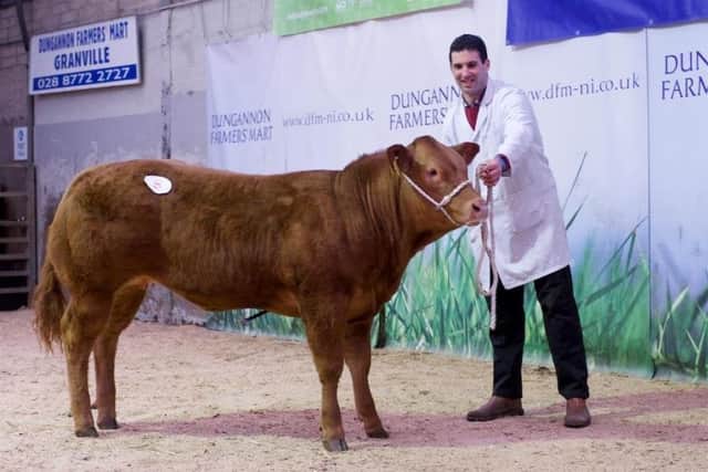 The record Â£8,000 calf at Dungannon