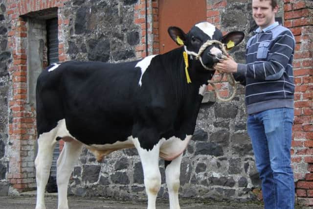 The McLean family's yearling bull Relough Connect PLI Â£483 sold for a top price of Â£3,800gns at Holstein NI's Kilrea show and sale.