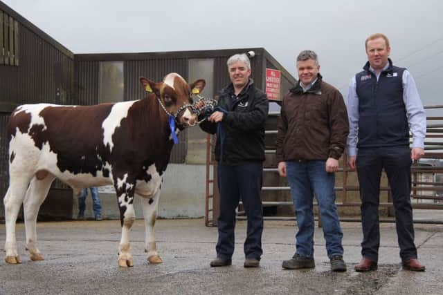 Stuart Smith, Londonderry, exhibited the second placed Prehen Assurance Red. Included are judge Alex Walker, Randalstown; and sponsor Richard Walker, Genus ABS.