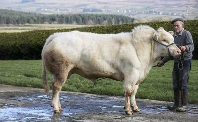 Chatham Lexie from the Morrison family of Armoy is lot 5 at the British Blue Cattle Society Sale in Dungannon next Friday, March 23.