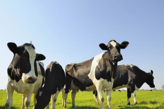 Dairy cows are most at risk of low milk fat when grazing spring grass