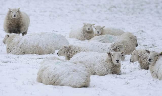 PACEMAKER BELFAST 01/03/2018: Schools closed and travel disruption amid heavy Northern Ireland snowfall.
Heavy overnight snow is set to cause more disruption across Northern Ireland on Thursday. Road users have been advised to allow extra time for their journeys due to snow and ice. The weather conditions have led to difficult driving conditions. Sheep pictured sheltering from the snow in Carryduff, Co Down.
Picture By: Arthur Allison/ Pacemaker.