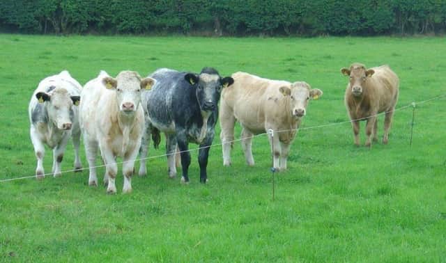 When weather and conditions permit, be prepared for turning out beef cattle.