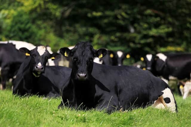 "Dairy cows chewing the cud on quality grass Co. Wicklow."