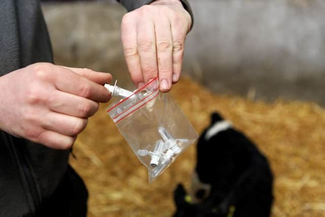 "Tagging calves on a dairy farm in Co.Kilkenny."