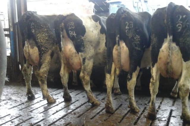 Four cows from the Lanston herd, from left, 2442 Gerrard, 2384 Pello, 2380 Levi, 2292 Garrett.
