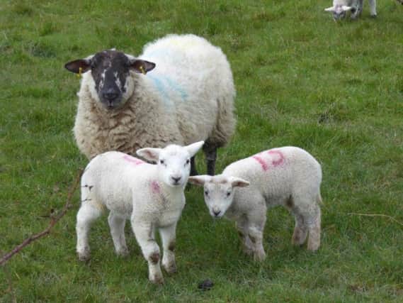 A secret to lamb with healthier fat levels could be growing unloved and unwanted in your unkempt lawn, scientists have found
