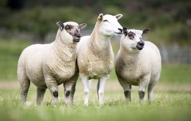 Lleyn cross lambs by a high genetic merit performance recorded ram