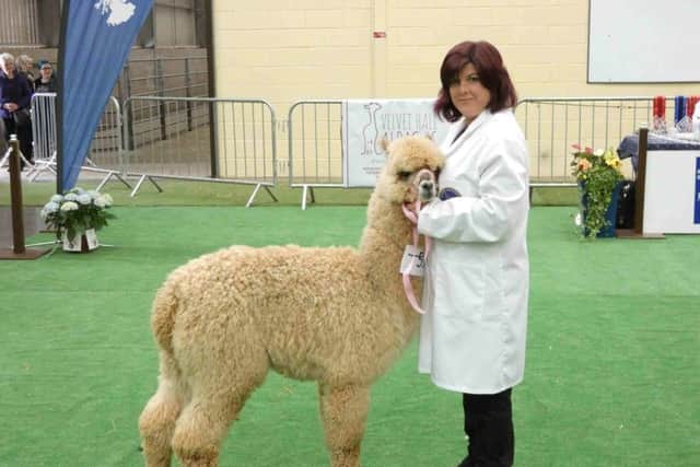 The Scottish Alpaca Championships are being held at Lawrie & Symingtons premises in Lanark on Saturday, 28th April. Doors open at 8.30am with judging due to commence from 9am.