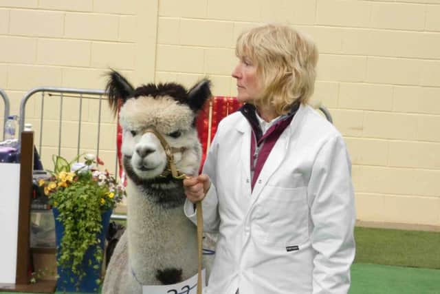 The Scottish Alpaca Championships are being held at Lawrie & Symingtons premises in Lanark on Saturday, 28th April. Doors open at 8.30am with judging due to commence from 9am.