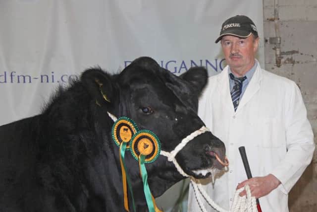 Robert Black, Omagh, exhibited the reserve male champion Racrane Prince North S472.