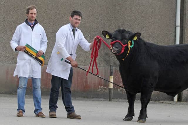 Adam Armour exhibited the male champion Hazeldene Emerson S304. bred by Andrew Napier, Ballynahinch, at the Aberdeen Angus Society's Dungannon show and sale.