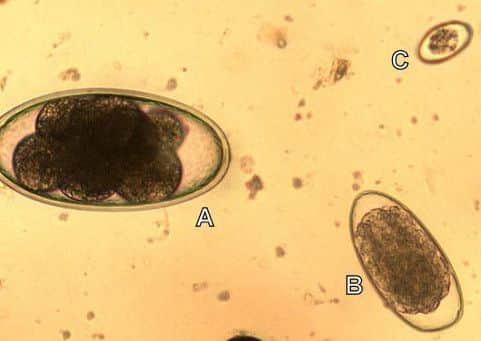 Egg of Nematodirus (A) seen in a faeces sample, in comparison to a strongyle worm egg (B) and a coccidian oocyst (C