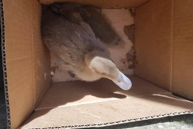 A woman had quite the surprise when she stepped out of her front door to find a cardboard box of ducklings dumped in her yard