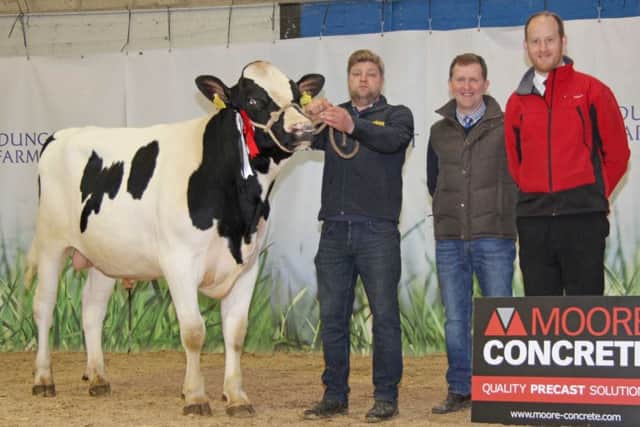 Simon Haffey, Portadown, exhibited the reserve male champion Glasson Bionic. Presenting the award are judge Wallace Gregg, Cloughmills; and sponsor Andy Moore, Moore Concrete.
