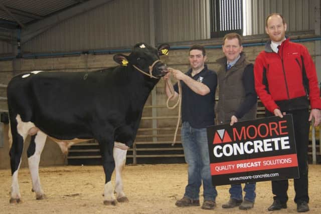 Andrew Patton, Newtownards, exhibited the honourable mention bull Ards Kansas PLI Â£516. Also pictured are judge Wallace Gregg, Glarryford; and Andy Moore, Moore Concrete. Picture: Julie Hazelton